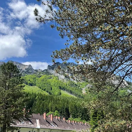 Alpine Rosy
